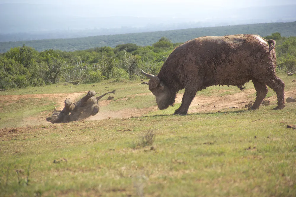 A Elephant Calf vs Buffalo Bull in South Africa