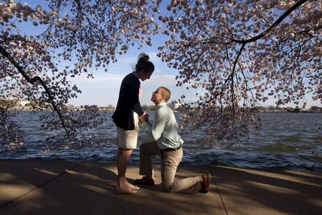 With the Jefferson Memorial in the background, Steven Paska, 26, right, of Arlington, Va., kneels as he asks Jessica Deegan, 27, his girlfriend of two years, to marry him, near cherry blossom trees in peak bloom along the tidal basin in Washington, Thursday, April 10, 2014. (Photo by Jacquelyn Martin/AP Photo)
