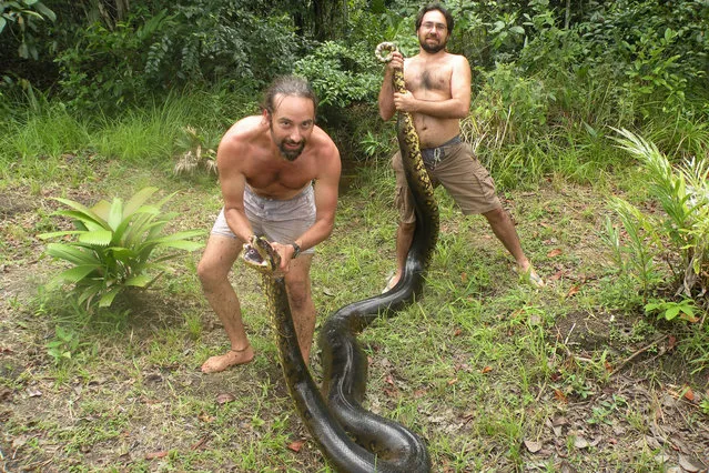 Sebastien Bascoules and his friend pose with a captured 17ft anaconda which ate a pet dog in Montsinery, French Guiana. Maths teacher Sebastien Bascoules captured a massive 17ft anaconda which ate his friends dog in French Guiana. (Photo by Sebastien Bascoules/Barcroft Media/ABACAPress)