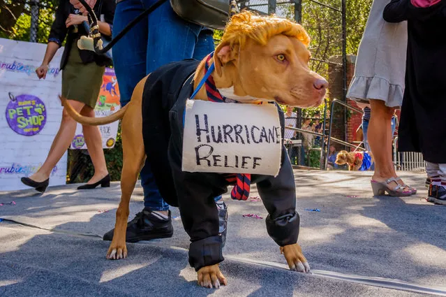 The 27th Annual Tompkins Square Halloween Dog Parade was held on October 21, 2017. Thousands of costumed canines and spectators marched on Tompkins Square Park to participate in the countrys largest Halloween. (Photo by Erik McGregor/Pacific Press/LightRocket via Getty Images)