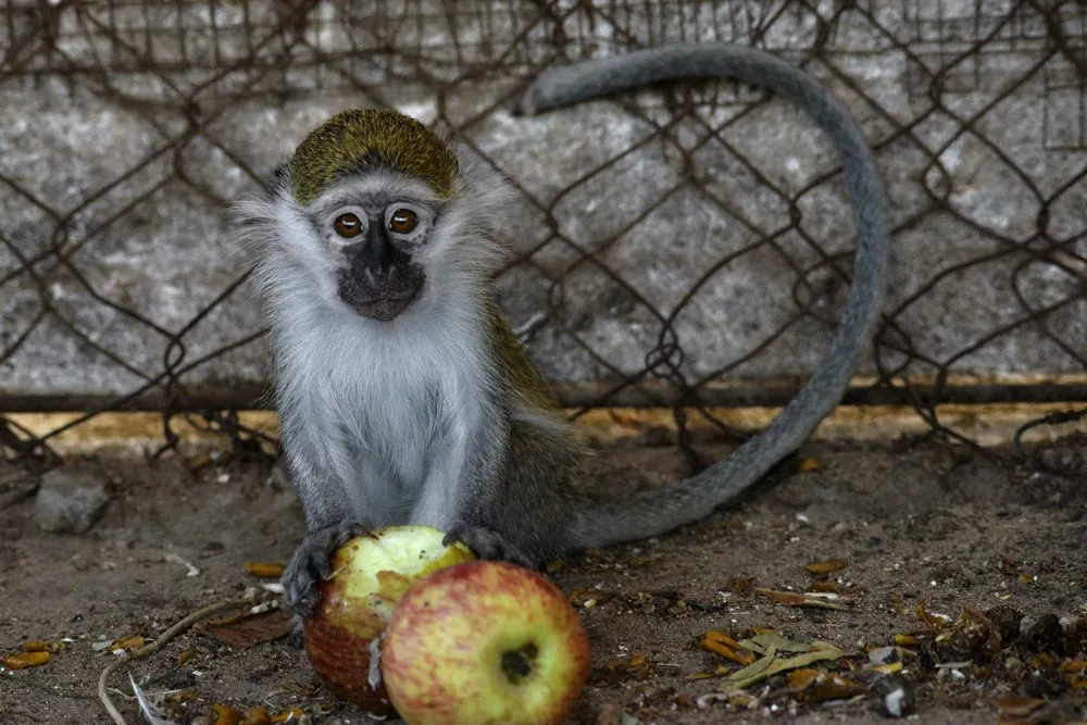 The Week in Pictures: Animals, September 13 – September 20, 2014