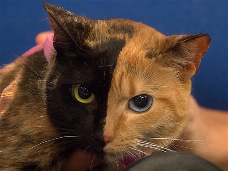 Venus the Chimera Cat