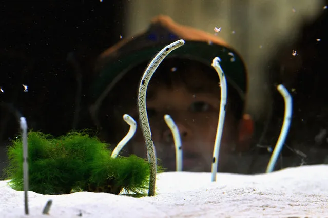 A boy watches spotted garden eels at Kyoto Aquarium on November 7, 2017 in Kyoto, Japan. The eel exhibition begins ahead of November 11, the date has been recognised as “Spotted Garden Eel Day” by the Japan Anniversary Association. (Photo by The Asahi Shimbun via Getty Images)