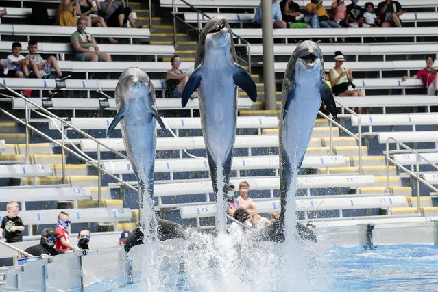 Guests watch as dolphins leap from the water during a show at SeaWorld as it reopened with new safety measures in place=, Thursday, June 11, 2020, in Orlando, Fla. The park had been closed since mid-March to stop the spread of the coronavirus. (Photo by John Raoux/AP Photo)