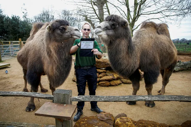 A zookeeper interacts with camels during the annual stocktake at ZSL London Zoo in London, Britain, January 2, 2020. (Photo by Henry Nicholls/Reuters)