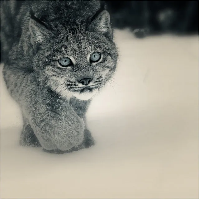 “Study Of Canadian Lynx #4”.