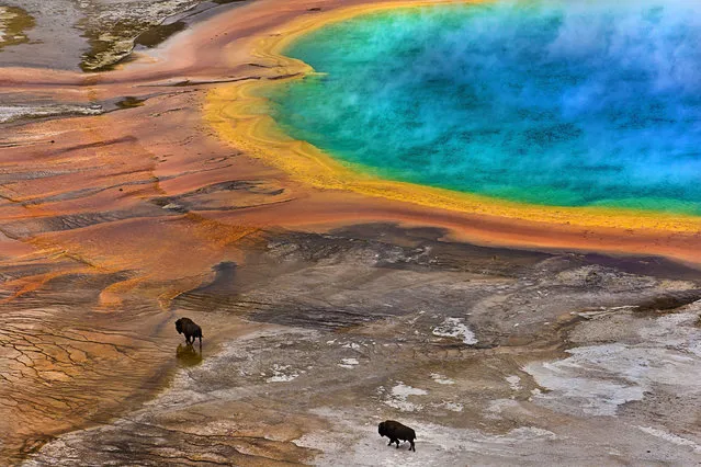 “Bisons on Grand Prismatic Spring”. Grand Prismatic Spring, Wyoming, US: Bisons on Grand Prismatic Spring by Lukas Gawenda. (Photo and caption by Lukas Gawenda/UK Society of Biology Photography Award 2014)