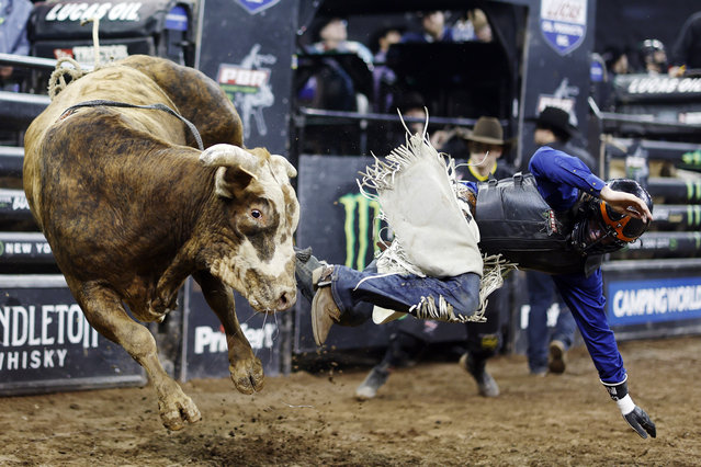 Bob Mitchell is bucked off during the third round during the PBR Unleash the Beast bull riding event at Madison Square Garden on January 07, 2024 in New York City. (Photo by Sarah Stier/Getty Images)