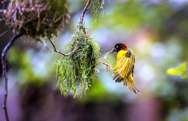 A weaver bird settles on March 30, 2025 into Chester Zoo’s new Heart of Africa zone, which recreates a variety of grassland habitats and will be home to 57 African species. (Photo by Steve Rawlins/Chester ZOO)