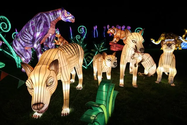 The gondola, lit-up animal lanterns attract thousands to Oakland Zoo in Oakland, California, United States on November 16, 2022. Popular light exhibit “Glowfari” a wildly illuminating lantern festival is back as there are more than 100 animal lanterns throughout the Oakland Zoo. The real animal exhibits are closed during the lantern festival. (Photo by Tayfun Coskun/Anadolu Agency via Getty Images)
