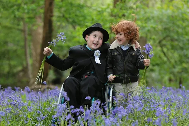 A lovely moment for Tiernan Dineen, who made his Communion on Saturday, playing with  his brother Cúan in the blue bells in Muckross, Killarney National Park. (Photo by Valerie O'Sullivan/No Repro Fee)