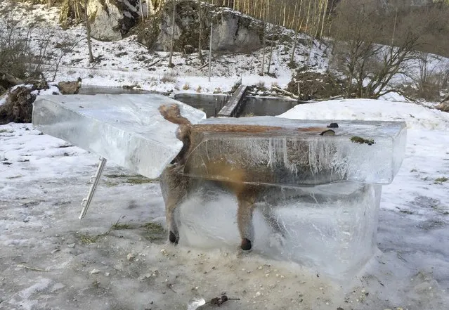 A block of ice encasing a drowned fox who broke through the thin ice of the Danube river four days earlier sits on the river's bank in Fridingen, southern Germany on January 13, 2017. (Photo by Johannes Stehle/DPA via AP Photo)