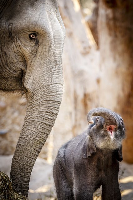 Elephant calf Zali plays with its trunk next to its mother at Zurich Zoo, in Zurich, Switzerland, 23 April 2025. Zali was born from the 19-year-old mother Farha on 19 April. The name Zali is inspired by a Hindu name and means 'instant appearance', explained the zoo director to the media. (Photo by Michael Buholzer/EPA)