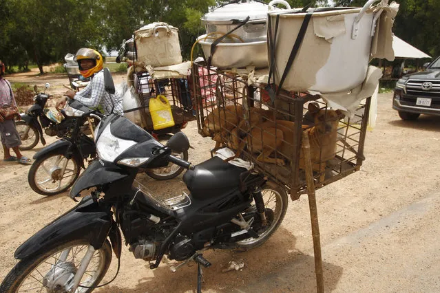 Dogs place in a cage are carrying at a back seat of motorbike as they supposed to be sold to slaughterhouses in a Buddhist pagoda in Tang Krasang village in Kampong Thom province north of Phnom Penh, Cambodia, Wednesday, August 5, 2020. Animal rights activists in Cambodia have gained a small victory in their effort to end the trade in dog meat, convincing a canine slaughterhouse in one village to abandon the business. (Photo by Heng Sinith/AP Photo)