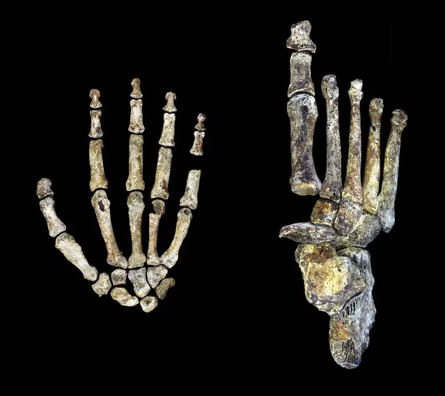 Fossils of the hand and foot of the ancient human ancestor called Homo naledi, discovered in a cave in South Africa, are shown in this handout photo provided by Wits University in Johannesburg, South Africa, October 6, 2015. Homo naledi, the ancient human ancestor whose fossils have been retrieved from a South African cave, may have been handy with tools and walked much like a person, according to scientists who examined its well-preserved foot and hand bones. (Photo by Peter Schmid and William Harcourt-Smith/Reuters/Wits University)
