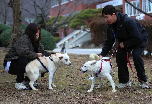 Employees hold a pair of dogs, Gomi, left, and Songgang, at a park in Gwangju, South Korea, Monday, December 12, 2022. The dogs gifted by North Korean leader Kim Jong Un four years ago ended up being resettled at a zoo in South Korea following a dispute over who should finance the caring of the animals. (Photo by Chun Jung-in/Yonhap via AP Photo)