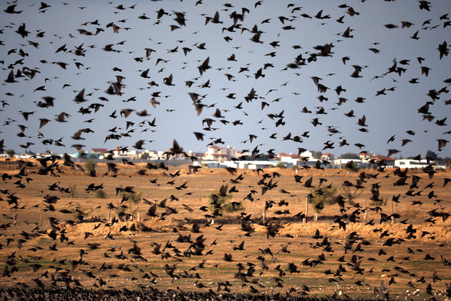 A murmuration of migrating starlings is seen across the sky near the village of Beit Kama in southern Israel on January 16, 2018. (Photo by Amir Cohen/Reuters)