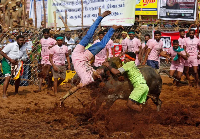 A villager is pinned down by a bull as another attempts to control him during the annual bull-taming festival called Jallikattu, which is part of south India's Pongal harvest festival of Pongal, on the outskirts of the southern city of Madurai, India, January 15, 2018. (Photo by Abhishek N. Chinnappa/Reuters)
