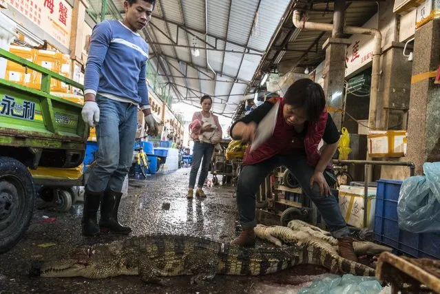 A woman kills purchased crocodile on Huangsha Seafood Market in Guangzhou, Guandong Province, China, 22 January 2018. (Photo by Aleksandar Plavevski/EPA/EFE)