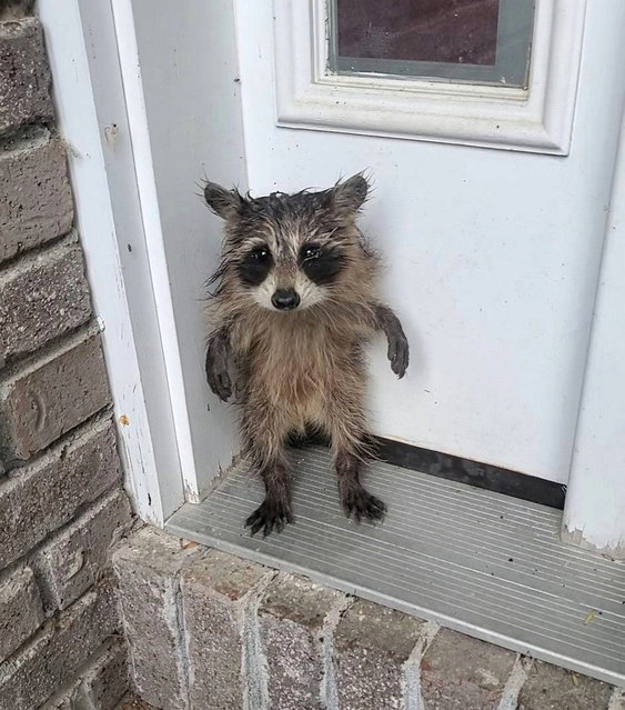 A scared and wet baby raccoon was found on a doorstep in Belchertown, Massachusetts, US in the second decade of June 2025. The raccoon was warmed up and taken to Leyden wildlife rehabilitation centre. (Photo by Belchertown Animal Control/South West News Service)