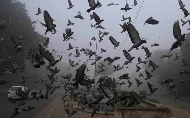 Pigeons fly at mid-section of a road surrounded by smog in Lahore, Pakistan, Sunday, November 12, 2017. Smog has enveloped much of Pakistan, causing highway accidents and respiratory problems, forcing many residents to stay home, officials said. (Photo by K.M. Chaudary/AP Photo)