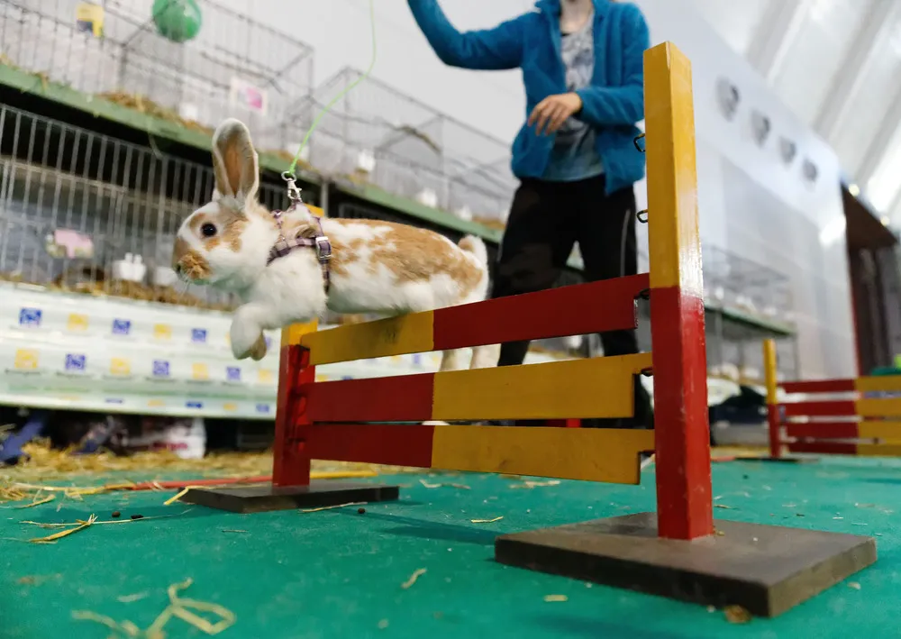 Rabbit Showjumping at an Animal Fair in Stuttgart