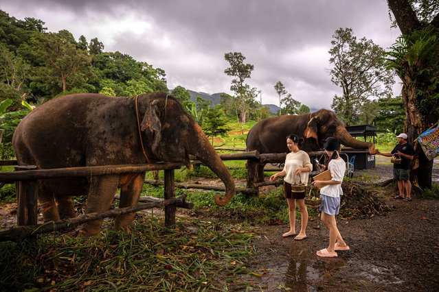 Tourists feed elephants on the side of the road on June 09, 2025 in Koh Chang, Thailand. Koh Chang, which means “Elephant Island” in Thai, was recently ranked the world’s second-best island by Travel + Leisure. Koh Chang is known for its waterfalls, beaches and marine life. The island placed just behind the Maldives and ahead of islands like Bali and Maui. (Photo by Lauren DeCicca/Getty Images)