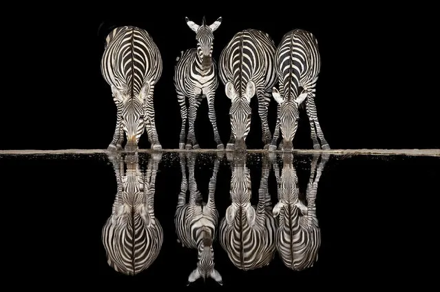 Zebras were among various animals seen stopping for a drink in the moonlight at Lentorre, Kenya in January 2023. (Photo by Anne-Franýoise Tasnier/Naturagency/Solent News & Photo Agency)