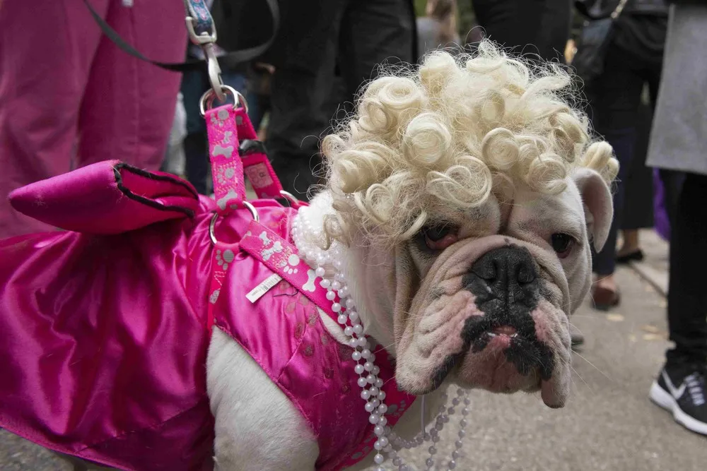 Tompkins Square Halloween Dog Parade