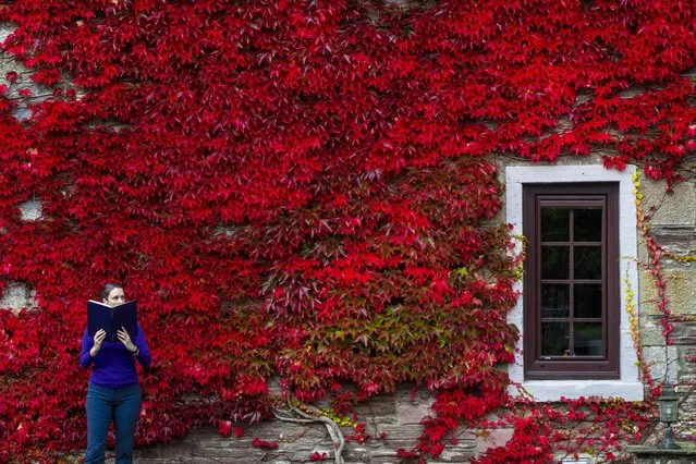 Boston Ivy is sprawled across a house in Dunblane, near Sterling in Perthshire, historic county at central Scotland on September 15, 2020, as its leaves turn from their bright green hue of summer to a deep red. (Photo by South West News Service)