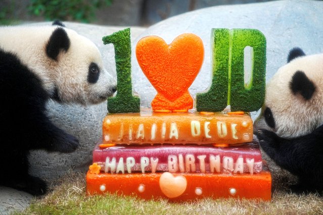Twin panda cubs “Jia Jia” and "De De" celebrate their one-year-old birthday, at the Ocean Park in Hong Kong, on August 15, 2025. (Photo by Lam Yik/Reuters)