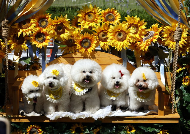 4 Toy poodles are pictured at a sunflower installation in Tokyo, Japan, 24 July 2025. Temperatures are surging across Japan, with a high of 39.4 degrees Celsius recorded in Kyoto Prefecture, western Japan, according to the Japan Meteorological Agency (JMA). (Photo by Franck Robichon/EPA)