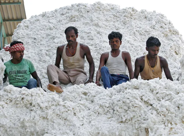Workers push harvested cotton with their feet as they unload it from a supply truck at a cotton processing unit in Kadi, Gujarat state, India, October 20, 2015. (Photo by Amit Dave/Reuters)