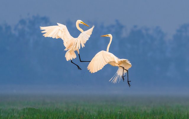 Egrets, over wetlands in Orissa, India in the last decade of September 2025, dance both for hunting and courtship. (Photo by Avijit Ghorai/Solent News & Photo Agency)