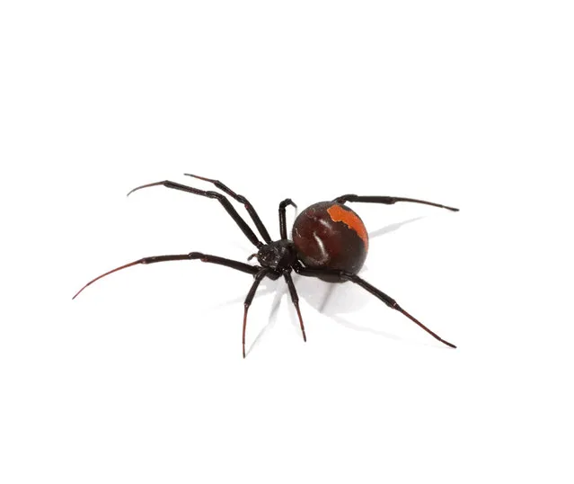 Redback Spider (Latrodectus hasselti). (Photo by Gerry Pearce/Getty Images)