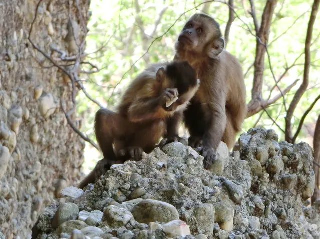 In this 2014 photo made available by the journal Nature, a young bearded capuchin monkey strikes a stone against another in the Serra da Capivara National Park in Brazil. In a report released Wednesday, October 18, 2016, researchers say wild capuchin monkeys in Brazil deliberately break stones, unintentionally producing flakes similar to the ancient sharp-edged tools made by human ancestors. (Photo by Michael Haslam via AP Photo)
