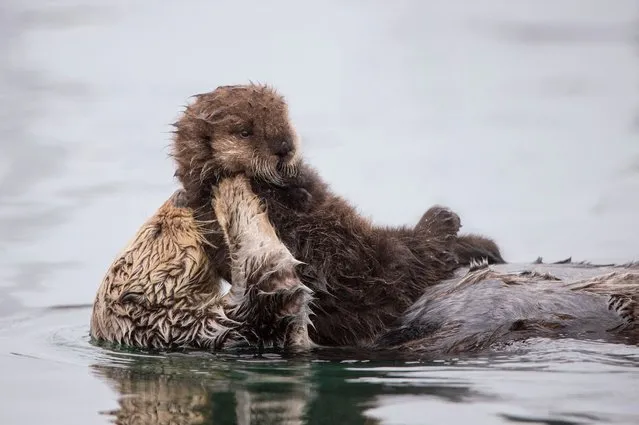 The sea otter mother with her three day old newborn pup ontop of her to keep it dry and warm while it sleeps. (Photo by Suzi Eszterhas/Minden Pictures/Solent News & Photo Agency)