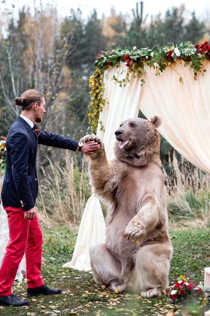 Denis and Nelya, both 30, from Moscow, Russia invited brown bear Stepan along to their very special ceremony. As well as witnessing the couple exchange vows, the bear also played the role of registrar at one point. Denis said: “We both knew Stepan is a very kind bear but still it is a huge, unpredictable animal so we were a bit scared, but still happy to be able to make our dream come true. It was a fantastic experience to have this photoshoot with Stepan”. (Photo by Olga Barantseva/Caters News)