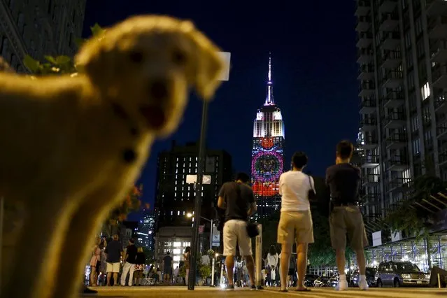 A dog passes by as people watch images being projected onto the Empire State Building in New York, United States, August 1, 2015. (Photo by Eduardo Munoz/Reuters)
