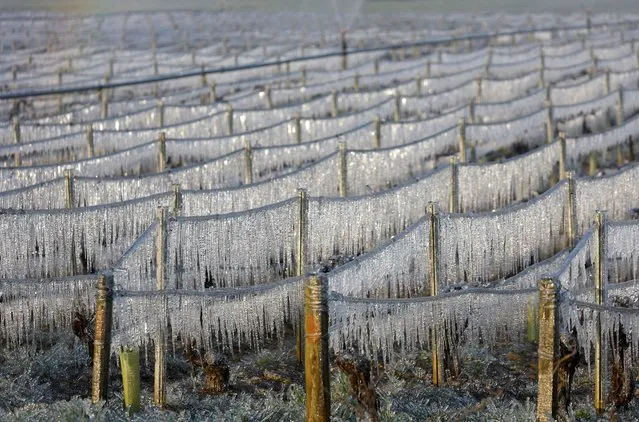 Ice covered vineyards are seen early in the morning after water was sprayed to protect them from frost damage outside Chablis, France, April 3, 2022. (Photo by Stephane Mahe/Reuters)