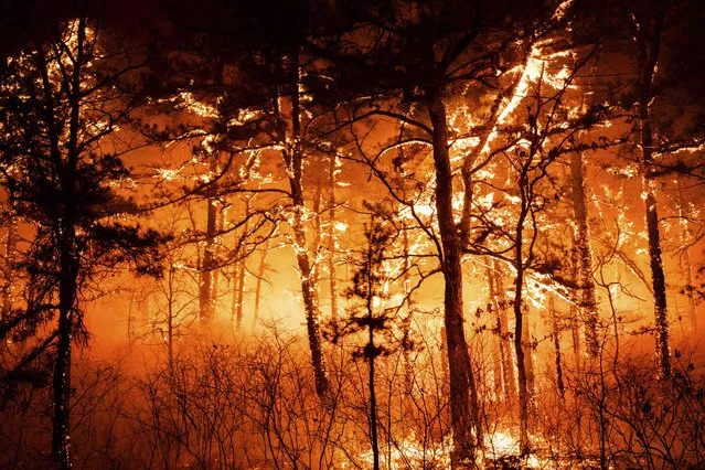 In this photo provided by the New Jersey Department of Environmental Protection, a massive 2,500-acre forest fire burns in Ocean County, N.J., early Wednesday, April 12, 2023, as firefighters battle the blaze. The fire started late Tuesday, April 11, and is burning across some 2,500 acres (about 1,000 hectares). (Photo by New Jersey Department of Environmental Protection via AP Photo)