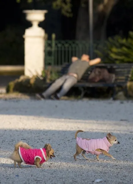 Two dogs wearing a coat stroll by  a man relaxing in the sun in Rome's Villa Borghese park, Wednesday, December 23, 2015. Temperatures have been unseasonably warm across many parts of Europe in the past few days, and temperatures in Athens were expected to reach 17 degrees Celsius (63 Fahrenheit) on Wednesday. (Photo by Alessandra Tarantino/AP Photo)