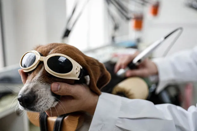 A dog receives laser therapy to supplement acupuncture treatment at a pet hospital in Shenyang, in northeastern China's Liaoning province on March 11, 2021. (Photo by AFP Photo/China Stringer Network)
