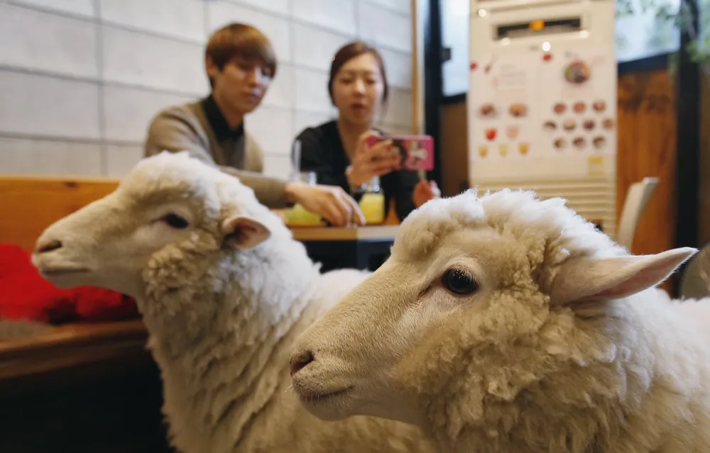 The Week in Pictures: January 31 – February 6, 2015. Part 5/7