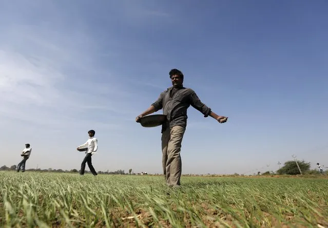 Farmers sprinkle fertilizer on a wheat field on the outskirts of Ahmedabad, India, December 15, 2015. (Photo by Amit Dave/Reuters)