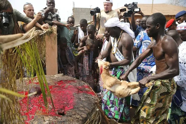 Devotees kill a goat as a sacrifice at a shrine at the annual voodoo festival in Ouidah January 10, 2016. (Photo by Akintunde Akinleye/Reuters)