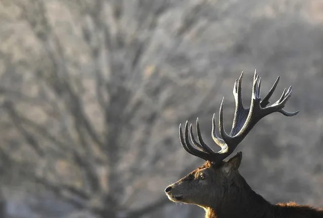 Deer graze at dawn on the coldest day the year so far according to the Meteorological Office, in Richmond Park in west London, Britain, November 30, 2016. (Photo by Toby Melville/Reuters)