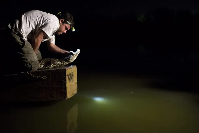 In this October 14, 2013 photo, ecology professor Ricardo Freitas releases a broad-snouted caiman after examining it, at the Marapendi Lagoon in Rio de Janeiro, Brazil. Some 5,000 to 6,000 broad-snouted caimans live in fetid lagoon systems of western Rio de Janeiro, conservationists say, and there's a chance that spectators and athletes at the 2016 Olympics could have an encounter with one, though experts hasten to add that the caimans, smaller and less aggressive than alligators or crocodiles, are not considered a threat to humans. (Photo by Felipe Dana/AP Photo)