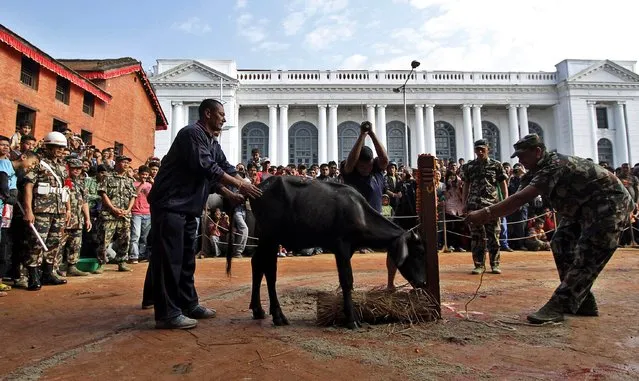 In this October 5, 2011 file photo, Hindu devotees watch a buffalo being butchered outside Taleju temple, open to public only once a year, during Dasain festival in Katmandu, Nepal. During the 15-day Dasain festival that began Oct. 10, 2018, in the Himalayan country, families fly kites, host feasts and visit temples, where tens of thousands of goats, buffaloes, chickens and ducks are sacrificed to please the gods and goddesses as part of a practice that dates back centuries. Animal rights groups are hoping to stop – or at least reduce – the slaughter, using this year’s campaign as a practice run to combat a much larger animal sacrifice set for next year at the quinquennial Gadhimai festival. (Photo by Niranjan Shrestha/AP Photo)