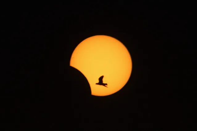 A bird flies as sun is partially eclipsed in Sidon, southern Lebanon, November 3, 2013. Skywatchers across the world are in for a treat Sunday as the final solar eclipse of 2013 takes on a rare hybrid form. (Photo by Abdel-Halim Shahaby/Reuters)